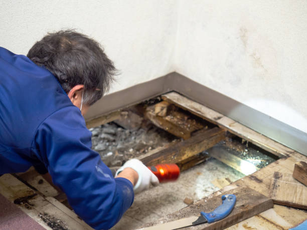 Best White Mold Remediation in Cortez, FL